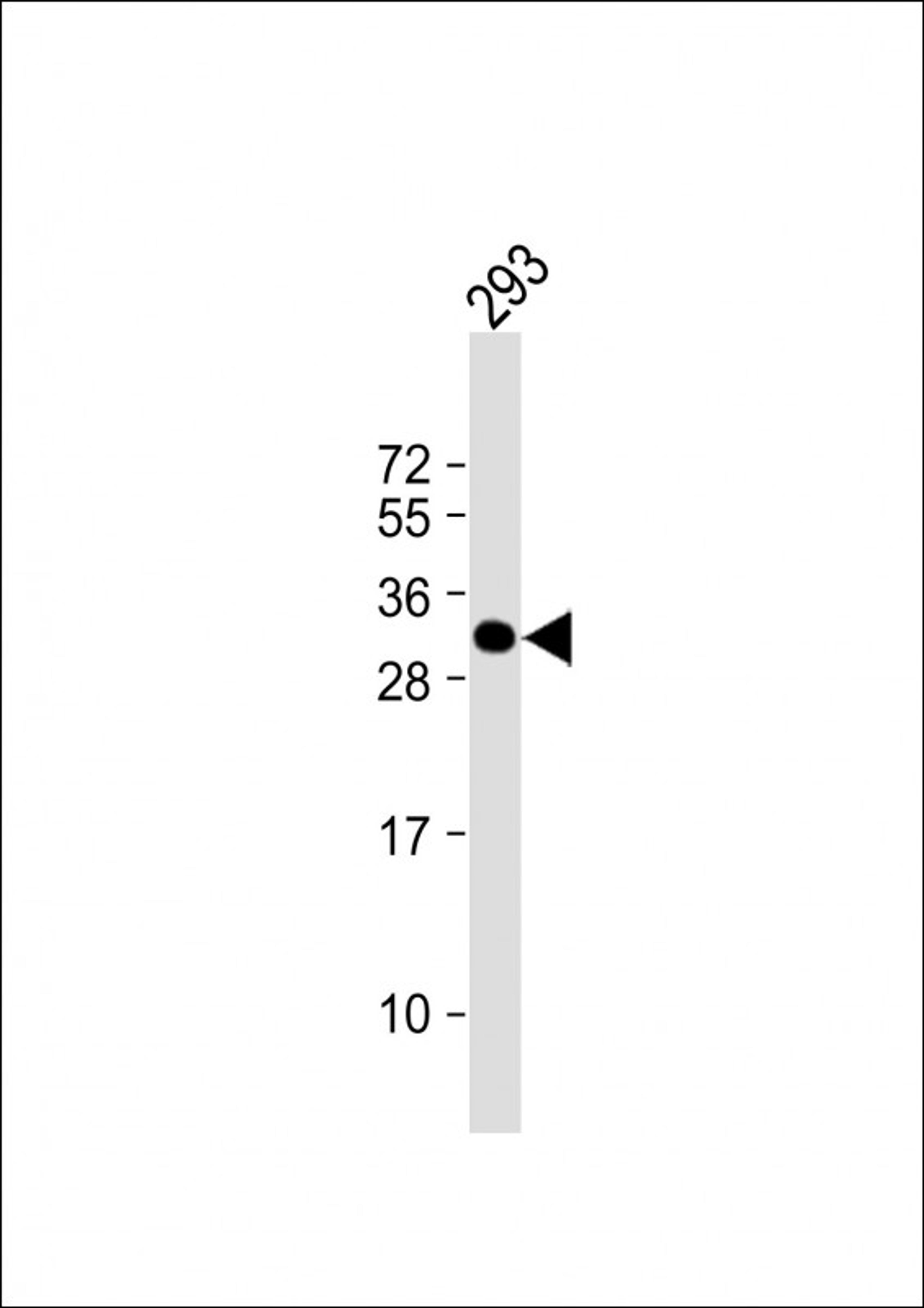 Western Blot at 1:1000 dilution + 293 whole cell lysate Lysates/proteins at 20 ug per lane.