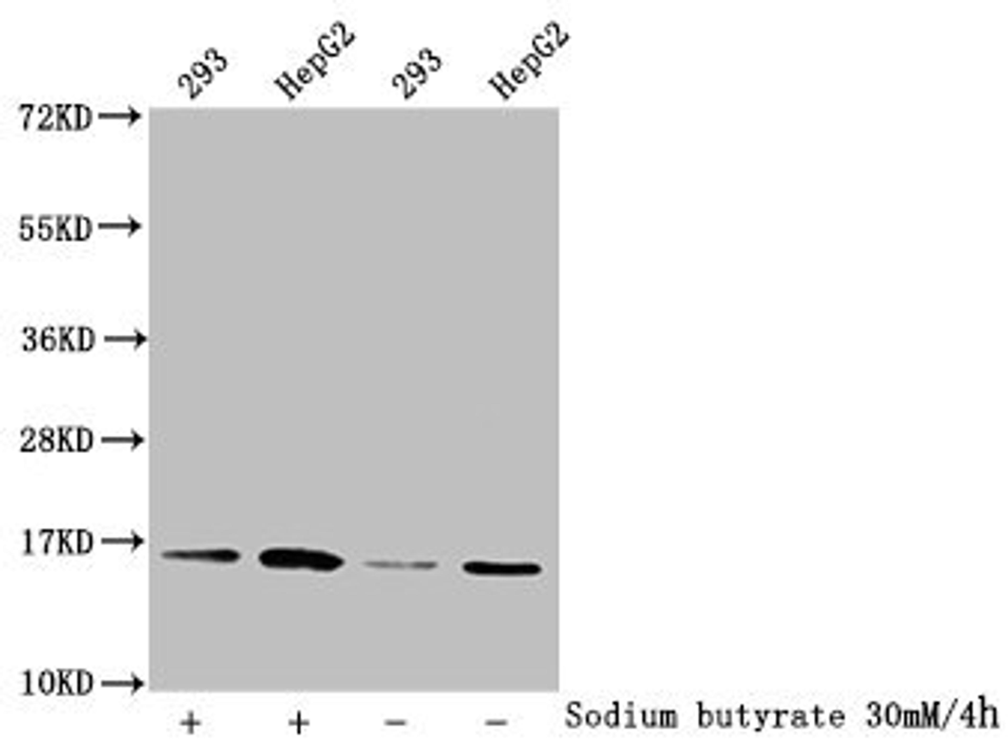 Western Blot. Detected samples: 293 whole cell lysate, HepG2 whole cell lysate; Untreated (-) or treated (+) with 30mM sodium butyrate for 4h. All lanes: HIST1H3A antibody at 1:2000. Secondary. Goat polyclonal to rabbit IgG at 1/50000 dilution. Predicted band size: 16 kDa. Observed band size: 16 kDa