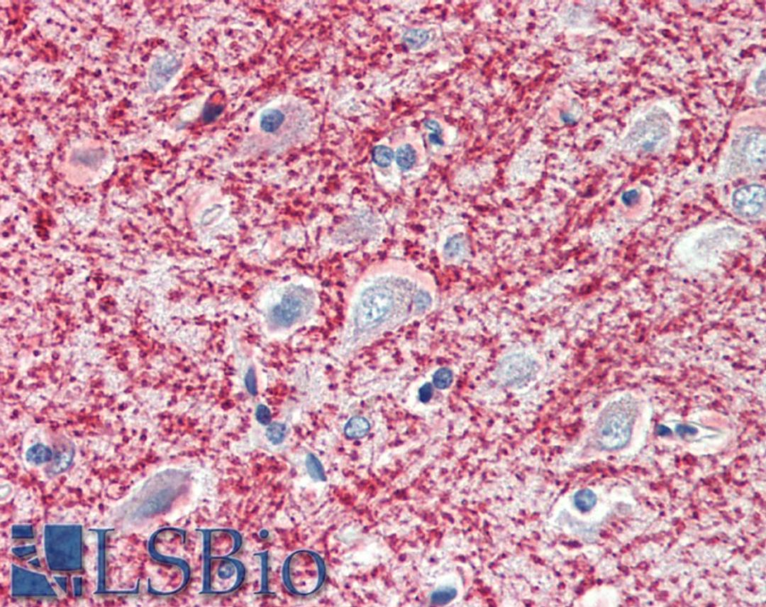 45-893 (5ug/ml) staining of paraffin embedded Human Cortex. Steamed antigen retrieval with citrate buffer pH 6, AP-staining.