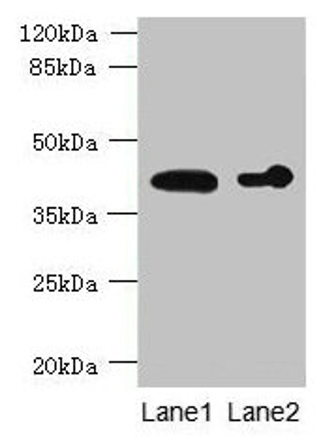 Western blot. All lanes: ASPHD2 antibody at 4µg/ml. Lane 1: Hela whole cell lysate. Lane 2: HL60 whole cell lysate. Secondary. Goat polyclonal to rabbit IgG at 1/10000 dilution. Predicted band size: 42 kDa. Observed band size: 42 kDa
