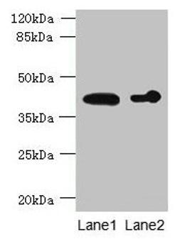 Western blot. All lanes: ASPHD2 antibody at 4µg/ml. Lane 1: Hela whole cell lysate. Lane 2: HL60 whole cell lysate. Secondary. Goat polyclonal to rabbit IgG at 1/10000 dilution. Predicted band size: 42 kDa. Observed band size: 42 kDa
