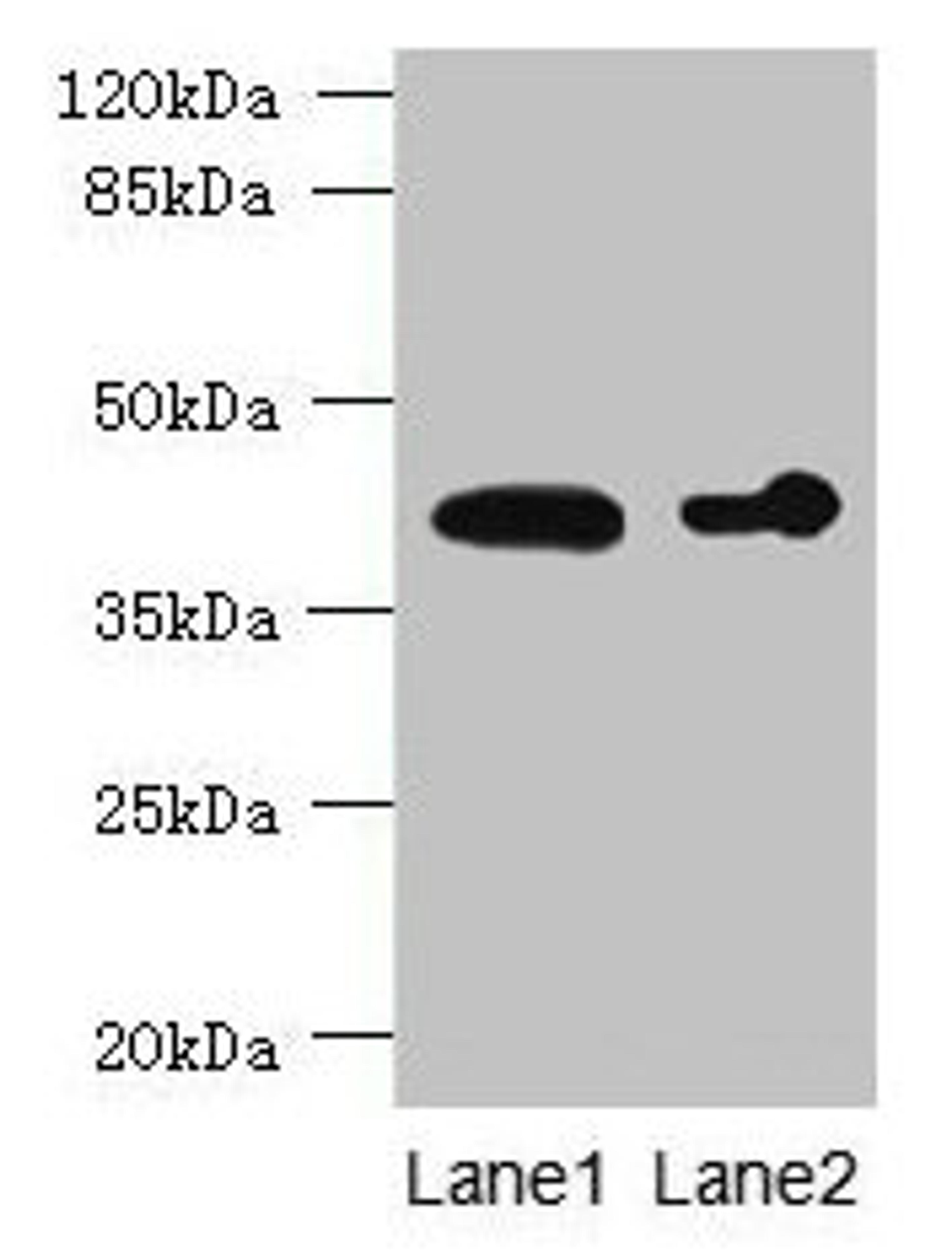 Western blot. All lanes: ASPHD2 antibody at 4µg/ml. Lane 1: Hela whole cell lysate. Lane 2: HL60 whole cell lysate. Secondary. Goat polyclonal to rabbit IgG at 1/10000 dilution. Predicted band size: 42 kDa. Observed band size: 42 kDa