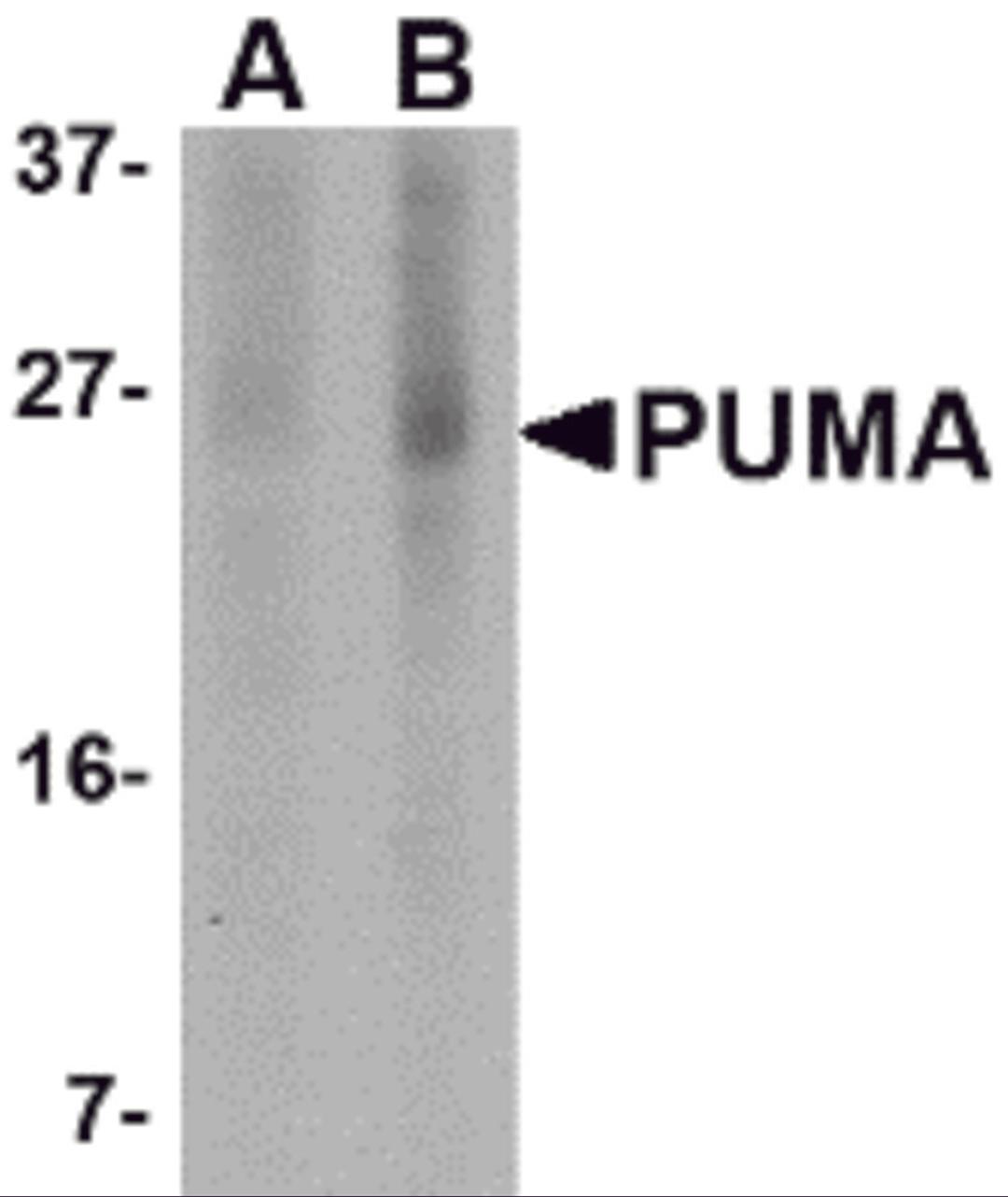 Western blot analysis of PUMA expression in K562 cell lysate with PUMA antibody at (A) 2.5 and (B) 5 &#956;g/mL.