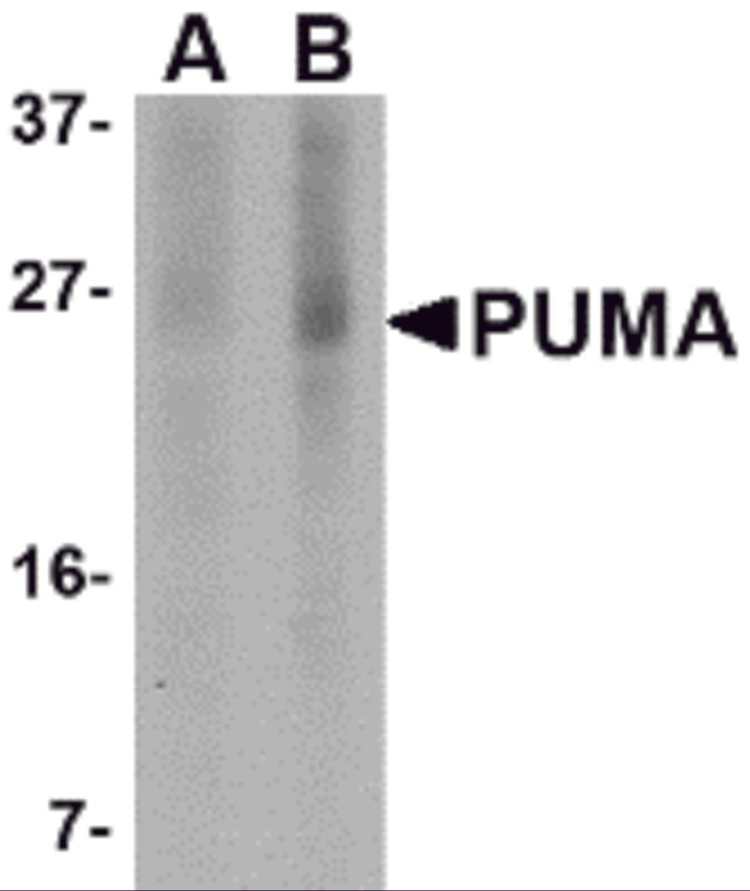 Western blot analysis of PUMA expression in K562 cell lysate with PUMA antibody at (A) 2.5 and (B) 5 μg/mL.