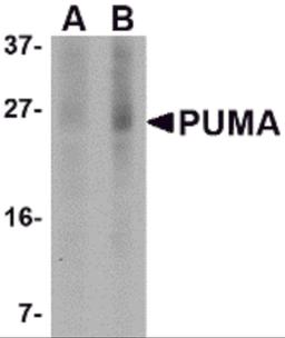 Western blot analysis of PUMA expression in K562 cell lysate with PUMA antibody at (A) 2.5 and (B) 5 μg/mL.