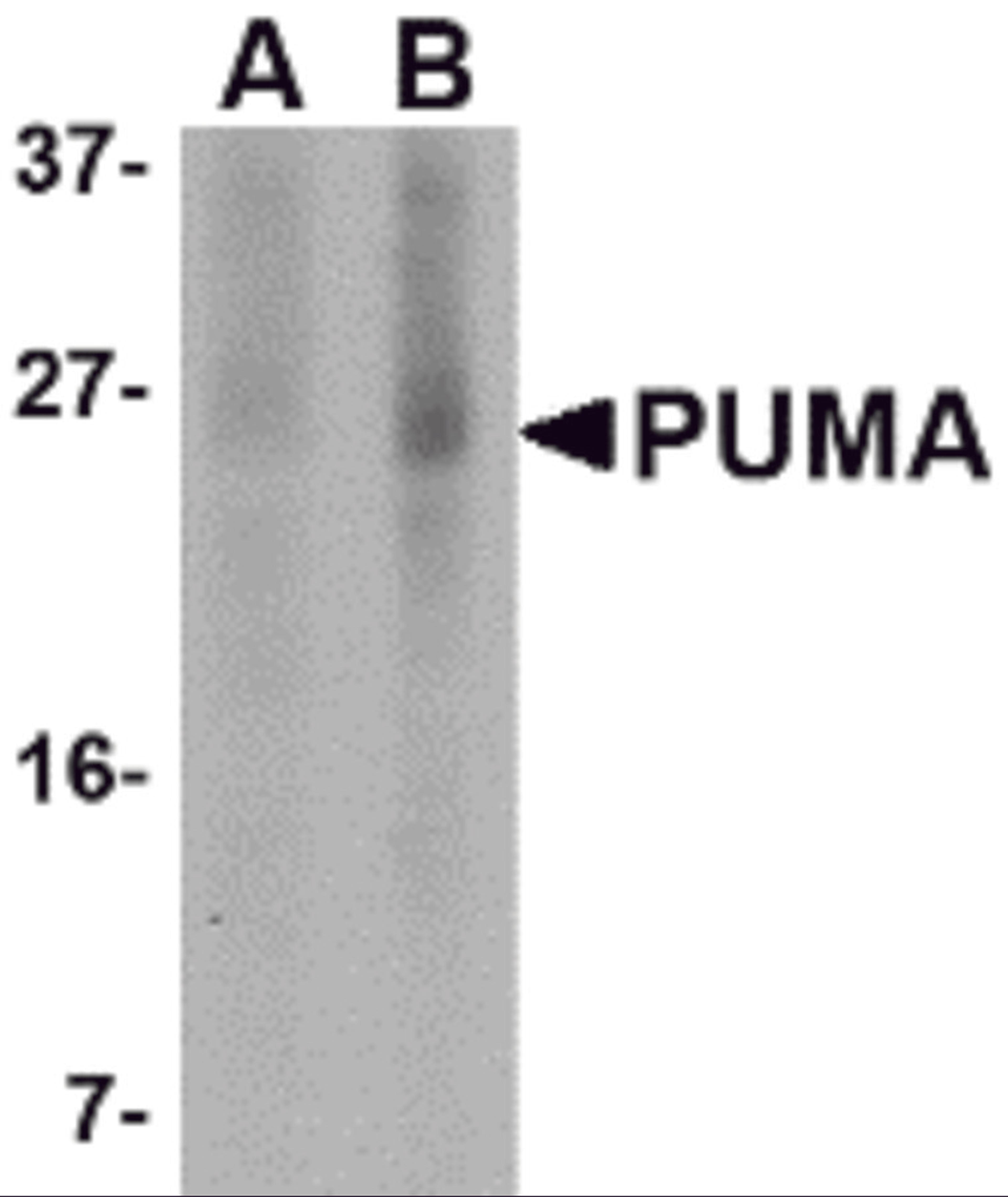 Western blot analysis of PUMA expression in K562 cell lysate with PUMA antibody at (A) 2.5 and (B) 5 μg/mL.