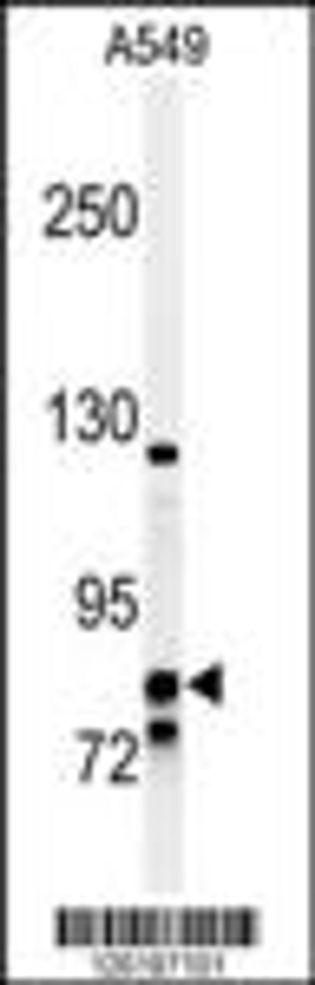 Western blot analysis of NR3C1 Antibody in A549 cell line lysates (35ug/lane)