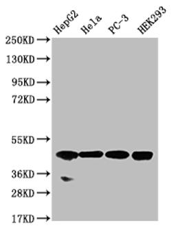 Western Blot. Positive WB detected in: HepG2 whole cell lysate, Hela whole cell lysate, PC-3 whole cell lysate, HEK293 whole cell lysate. All lanes: NSDHL antibody at 1:1000. Secondary. Goat polyclonal to rabbit IgG at 1/50000 dilution. Predicted band size: 42 kDa. Observed band size: 42 kDa.