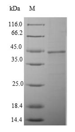 (Tris-Glycine gel) Discontinuous SDS-PAGE (reduced) with 5% enrichment gel and 15% separation gel.