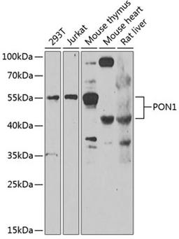 Western blot - PON1 antibody (A7338)