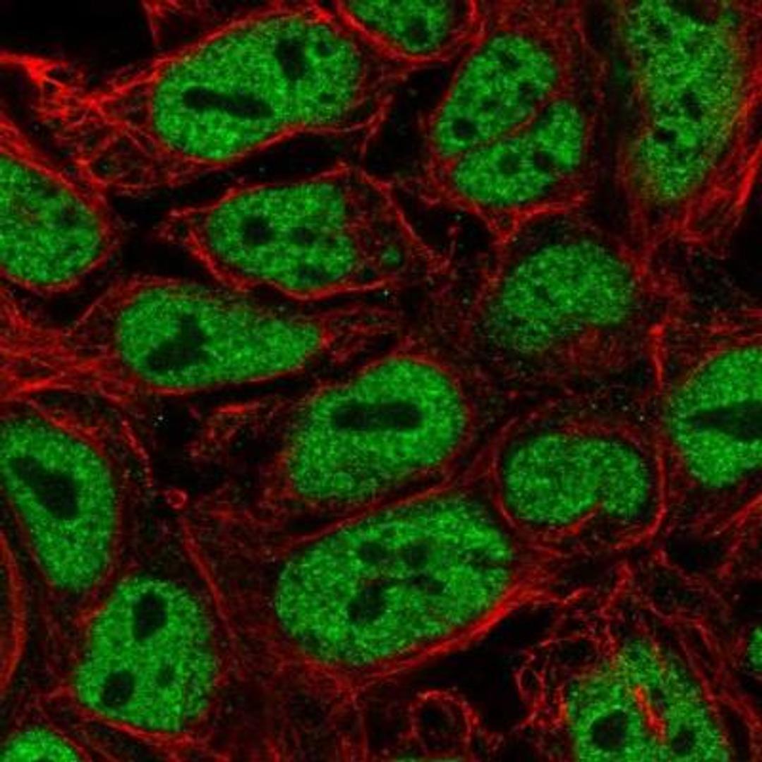 Immunocytochemistry/Immunofluorescence: PWWP2A Antibody [NBP2-13833] - Staining of human cell line CACO-2 shows positivity in nucleus but not nucleoli.