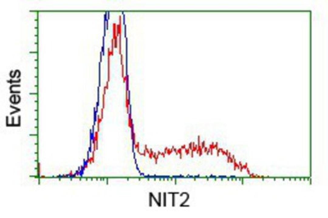 Flow Cytometry: NIT2 Antibody (2B9) [NBP2-02486] - HEK293T cells transfected with either pCMV6-ENTRY NIT2.(Red) or empty vector control plasmid (Blue) were immunostained with anti-NIT2 mouse monoclonal, and then analyzed by flow cytometry.