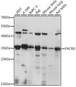 Western blot - PACRG antibody (A15956)