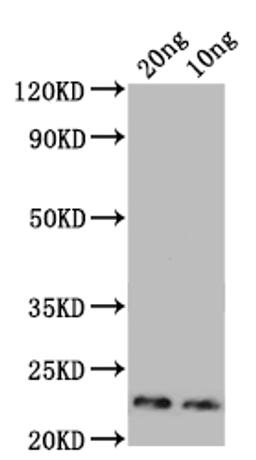 Western Blot. Positive WB detected in: recombinant protein. All lanes: Major mite allergen Der p 23 Antibody at 1:1000. Secondary. Goat polyclonal to rabbit IgG at 1/50000 dilution. Predicted band size: 20 kDa. Observed band size: 23 kDa.