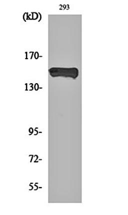 Western blot analysis of 293 cell lysates using PLC gamma 1 (phospho-Y783) antibody