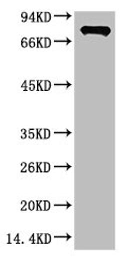 Western blot analysis of Firefly Luciferase Transfected Hela Cell Lysate using Luciferase Mouse mAb diluted at 1:2000.
