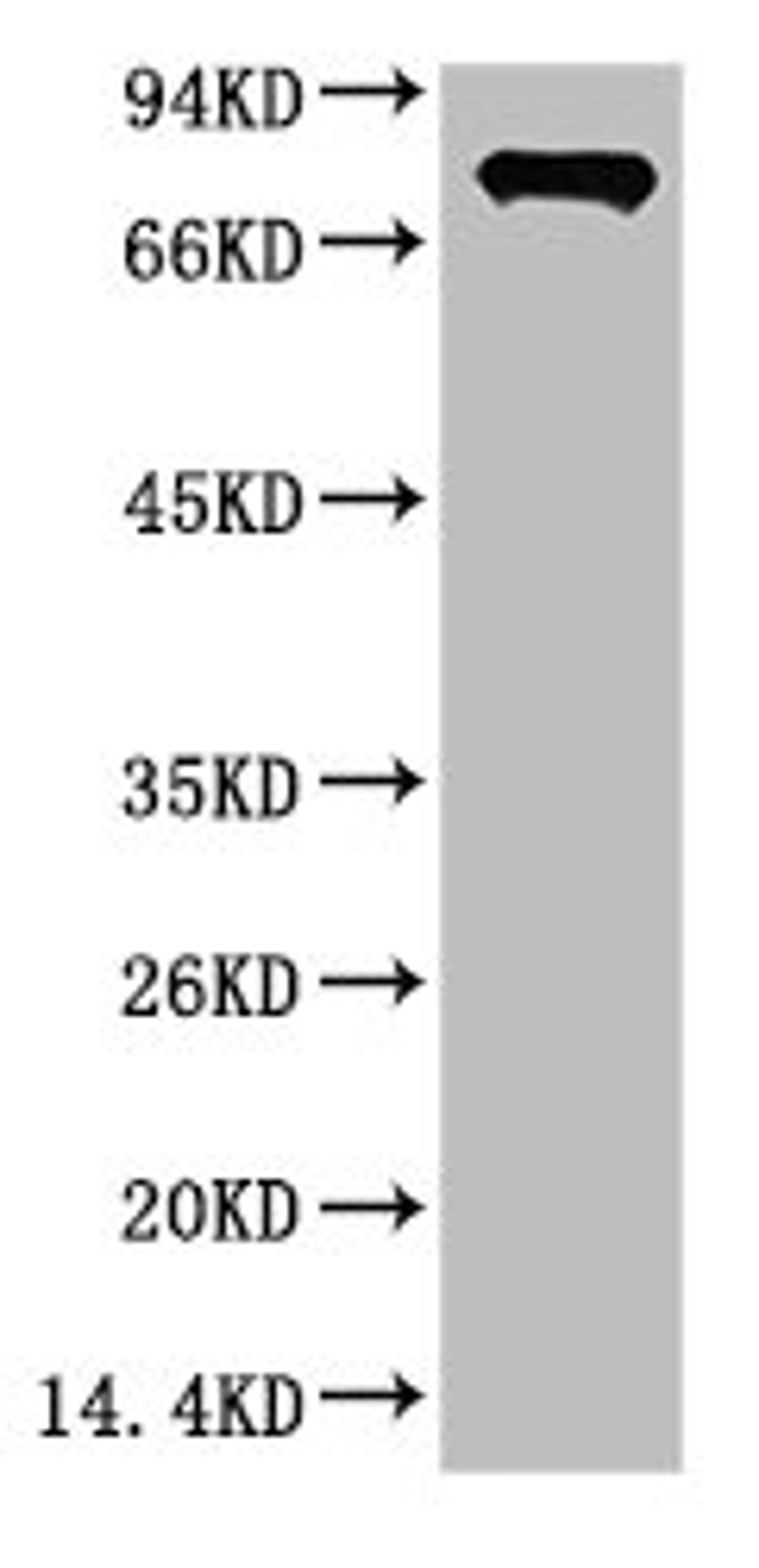 Western blot analysis of Firefly Luciferase Transfected Hela Cell Lysate using Luciferase Mouse mAb diluted at 1:2000.