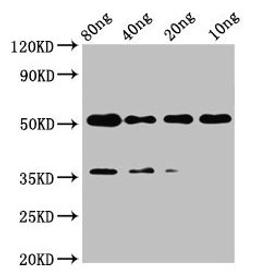 Western Blot. Positive WB detected in Recombinant protein. All lanes: met antibody at 2µg/ml. Secondary. Goat polyclonal to rabbit IgG at 1/50000 dilution. Predicted band size: 42 kDa. Observed band size: 52 kDa