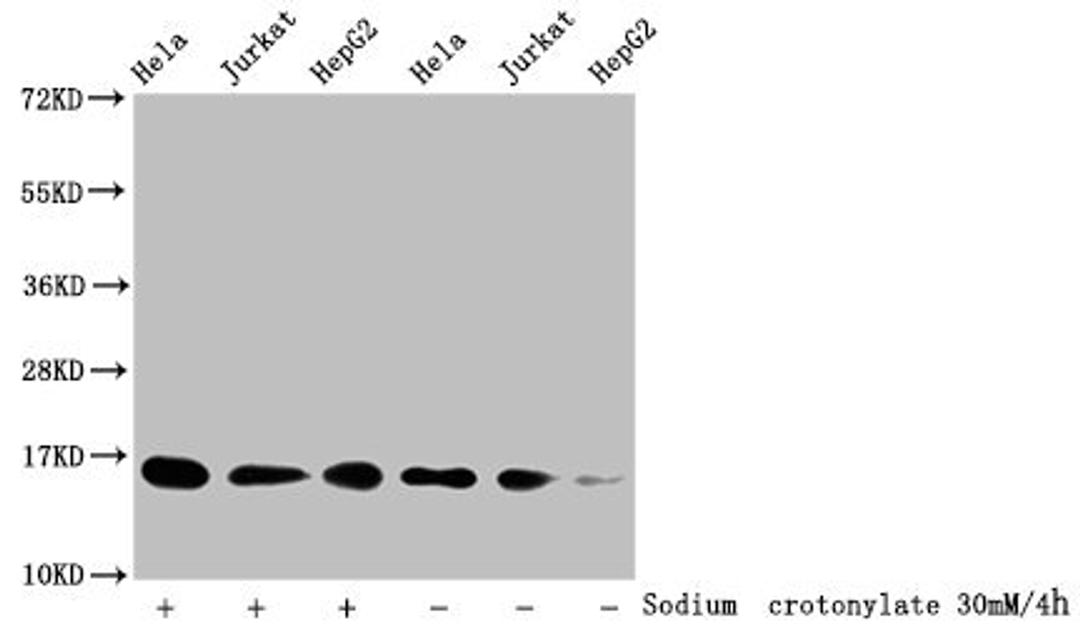 Western Blot. Detected samples: Hela whole cell lysate, Jurkat whole cell lysate, HepG2 whole cell lysate; Untreated (-) or treated (+) with 30mM sodium crotonylate for 4h. All lanes: HIST1H3A antibody at 1:100. Secondary. Goat polyclonal to rabbit IgG at 1/50000 dilution. Predicted band size: 16 kDa. Observed band size: 16 kDa