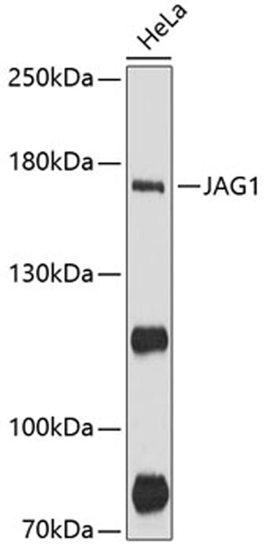 Western blot - JAG1 antibody (A12733)