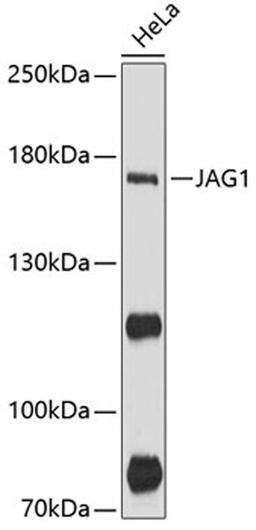 Western blot - JAG1 antibody (A12733)