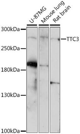 Western blot - TTC3 antibody (A15734)