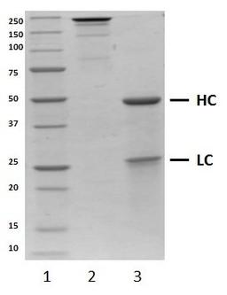 SDS-PAGE analysis of recombinant Human IgG1 Lambda