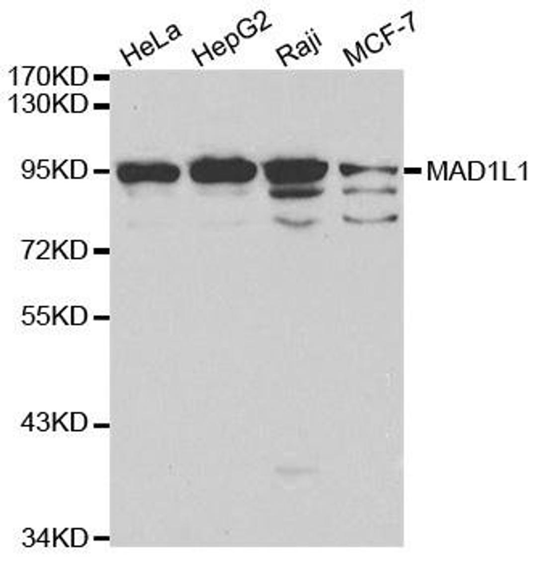 Western blot analysis of extracts of various cell lines using MAD1L1 antibody