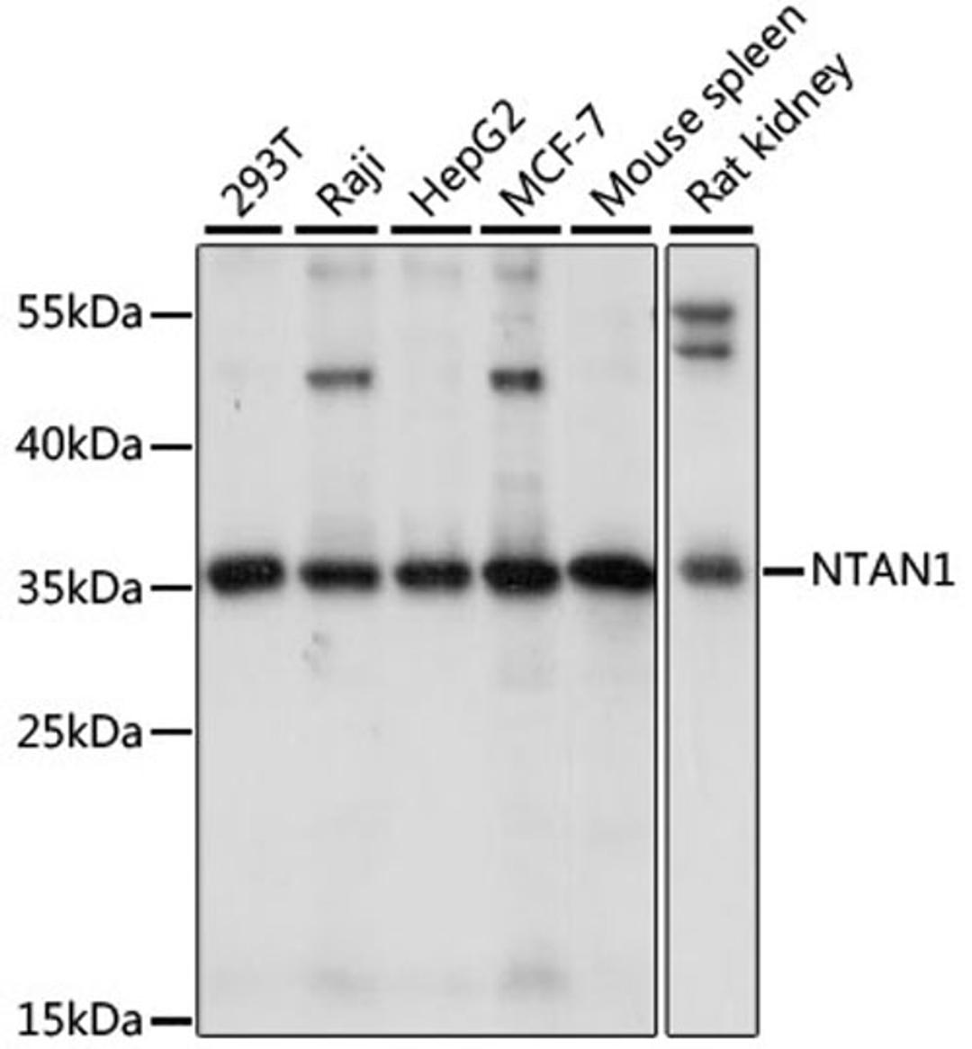 Western blot - NTAN1 antibody (A15562)