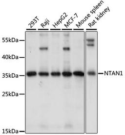 Western blot - NTAN1 antibody (A15562)