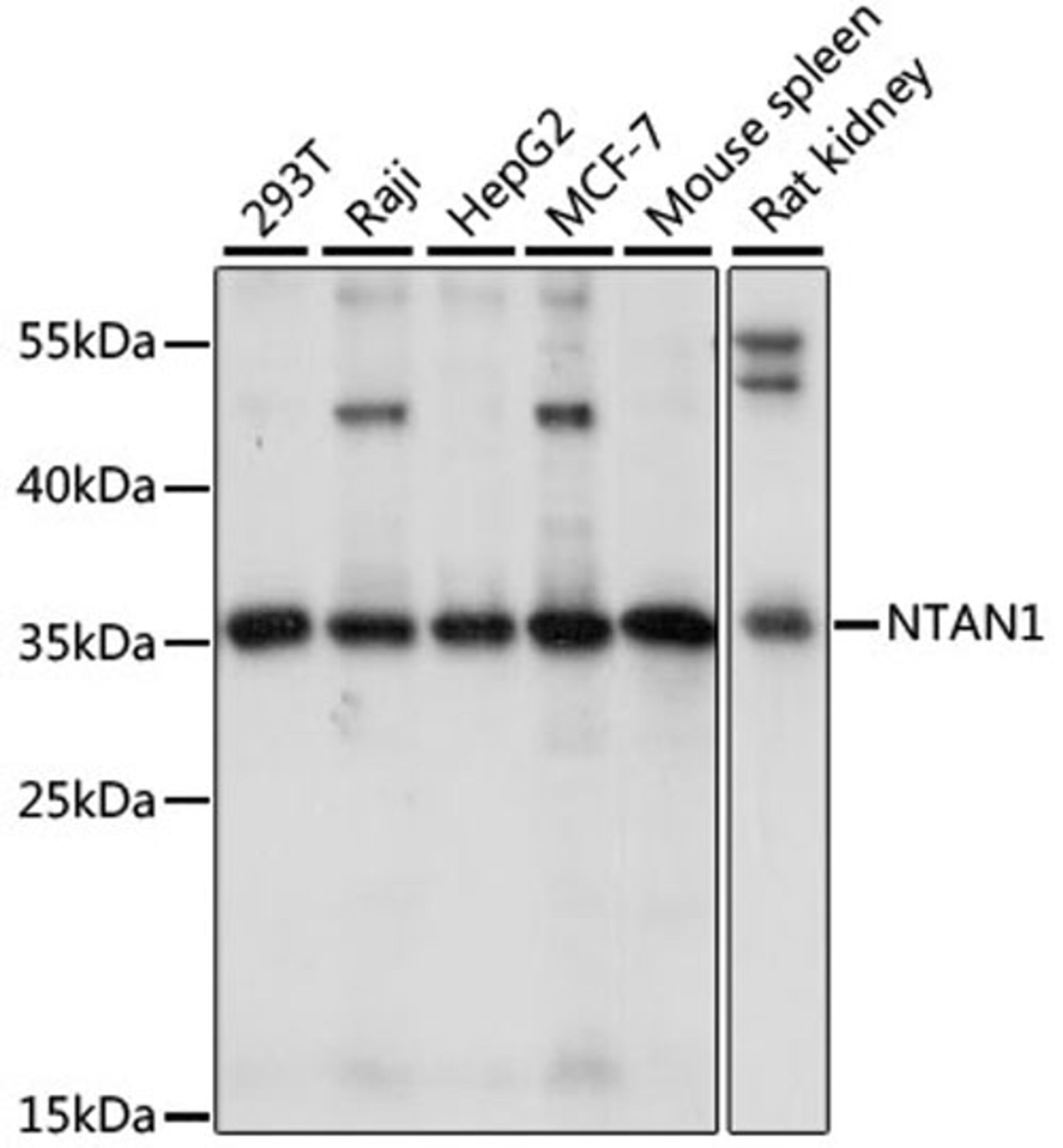 Western blot - NTAN1 antibody (A15562)