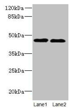 Western blot. All lanes: KCNK13 antibody at 8µg/ml. Lane 1: HepG2 whole cell lysate. Lane 2: LO2 whole cell lysate. Secondary. Goat polyclonal to rabbit IgG at 1/10000 dilution. Predicted band size: 46 kDa. Observed band size: 46 kDa