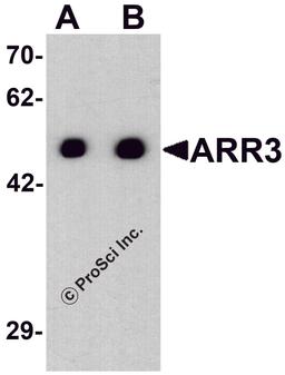 Western blot analysis of ARR3 in EL4 cell lysate with ARR3 antibody at (A) 0.5 and (B) 1 μg/ml.