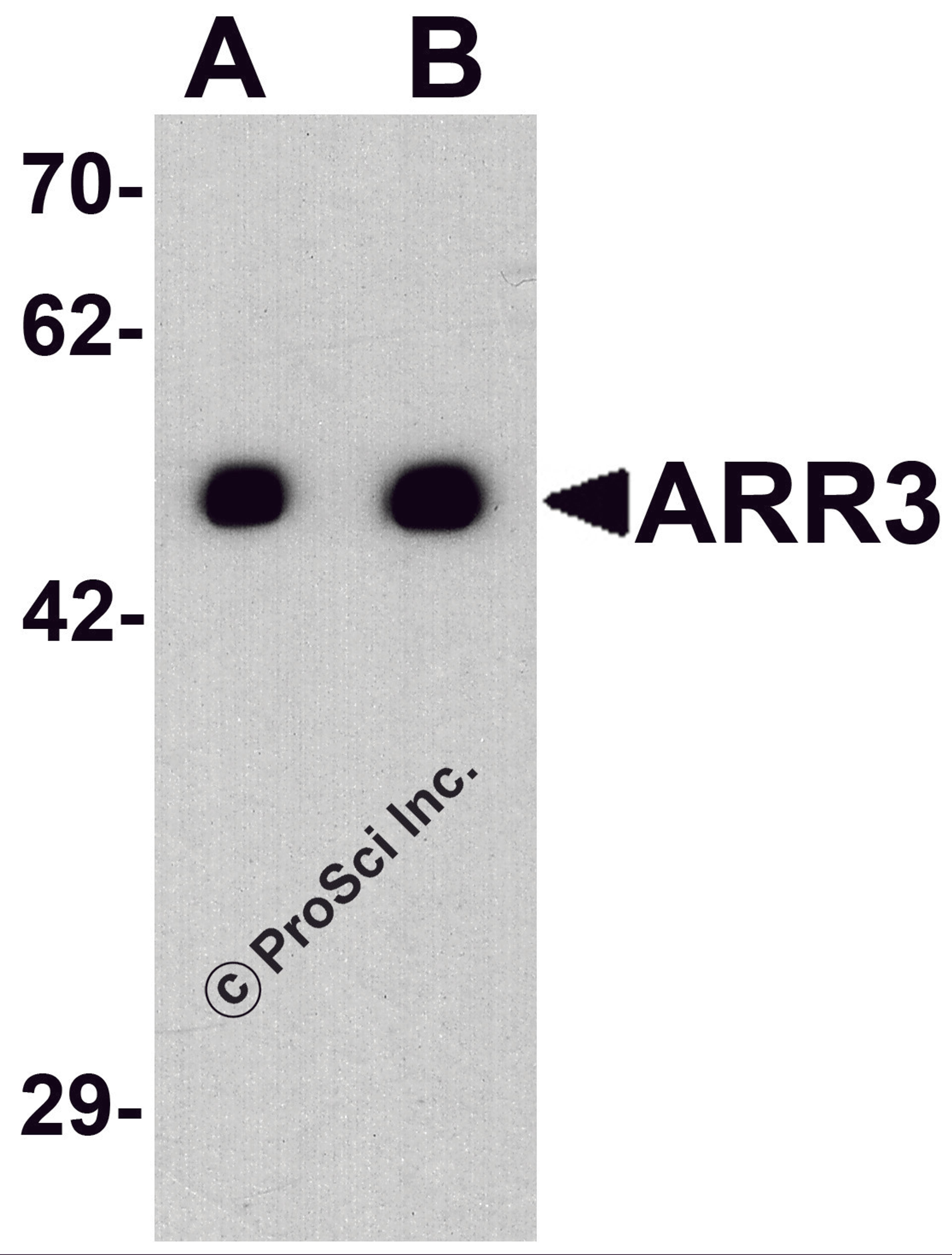 Western blot analysis of ARR3 in EL4 cell lysate with ARR3 antibody at (A) 0.5 and (B) 1 μg/ml.
