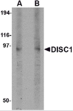Western blot analysis of DISC1 in 3T3 cell lysate with DISC1 antibody at (A) 1 and (B) 2 μg/mL.