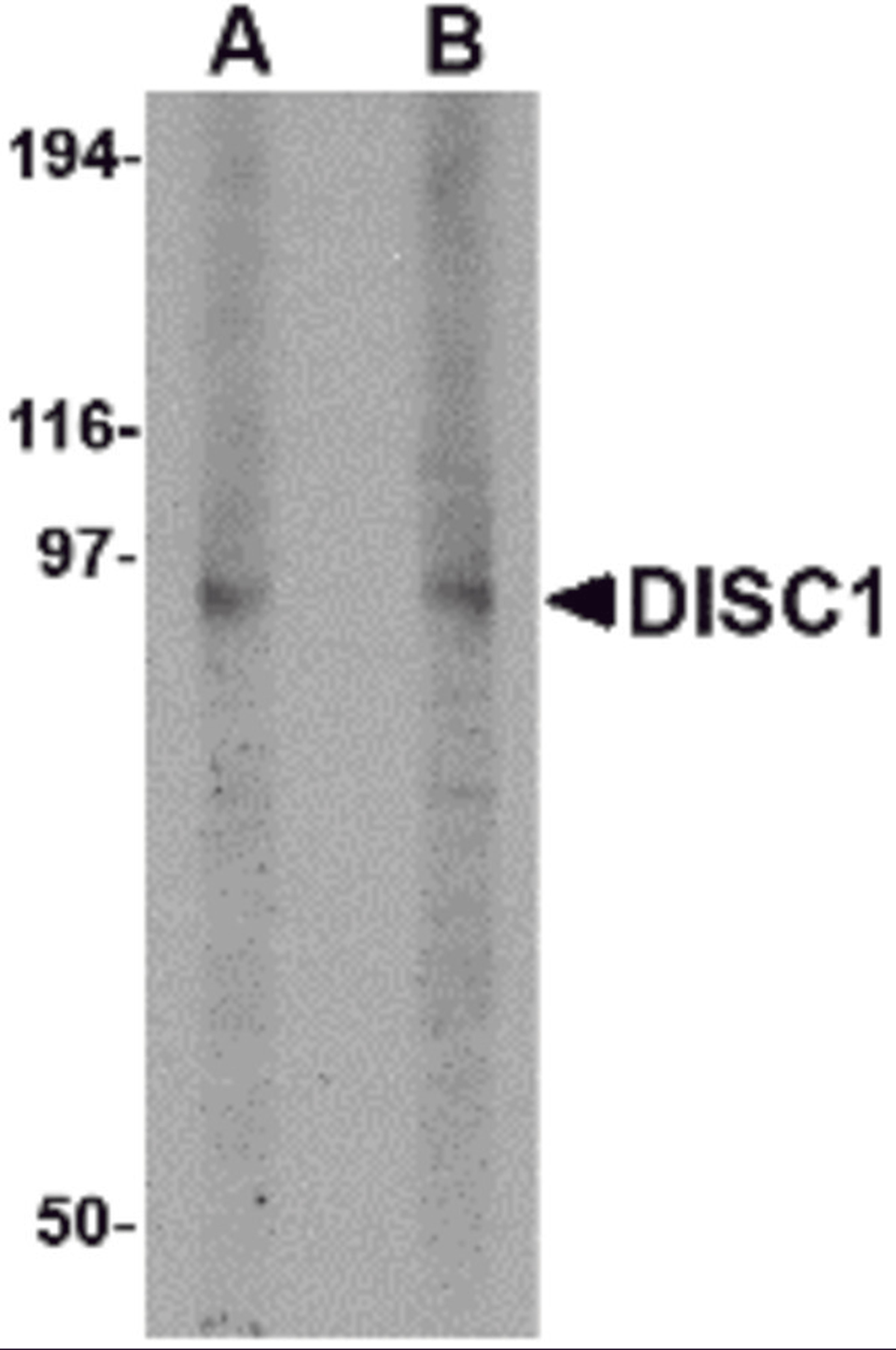 Western blot analysis of DISC1 in 3T3 cell lysate with DISC1 antibody at (A) 1 and (B) 2 μg/mL.