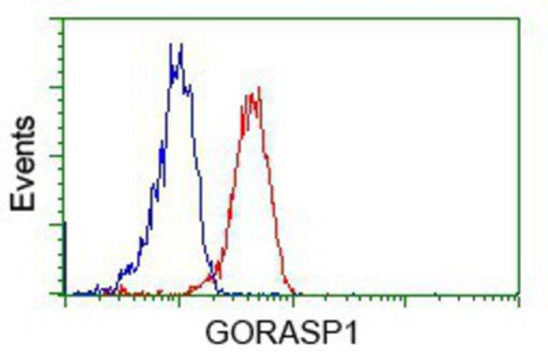 Flow Cytometry: GRASP65 Antibody (5G8) [NBP2-02665] - Analysis of Jurkat cells, using anti-GRASP65 antibody, (Red), compared to a nonspecific negative control antibody (Blue).