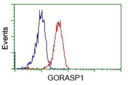 Flow Cytometry: GRASP65 Antibody (5G8) [NBP2-02665] - Analysis of Jurkat cells, using anti-GRASP65 antibody, (Red), compared to a nonspecific negative control antibody (Blue).