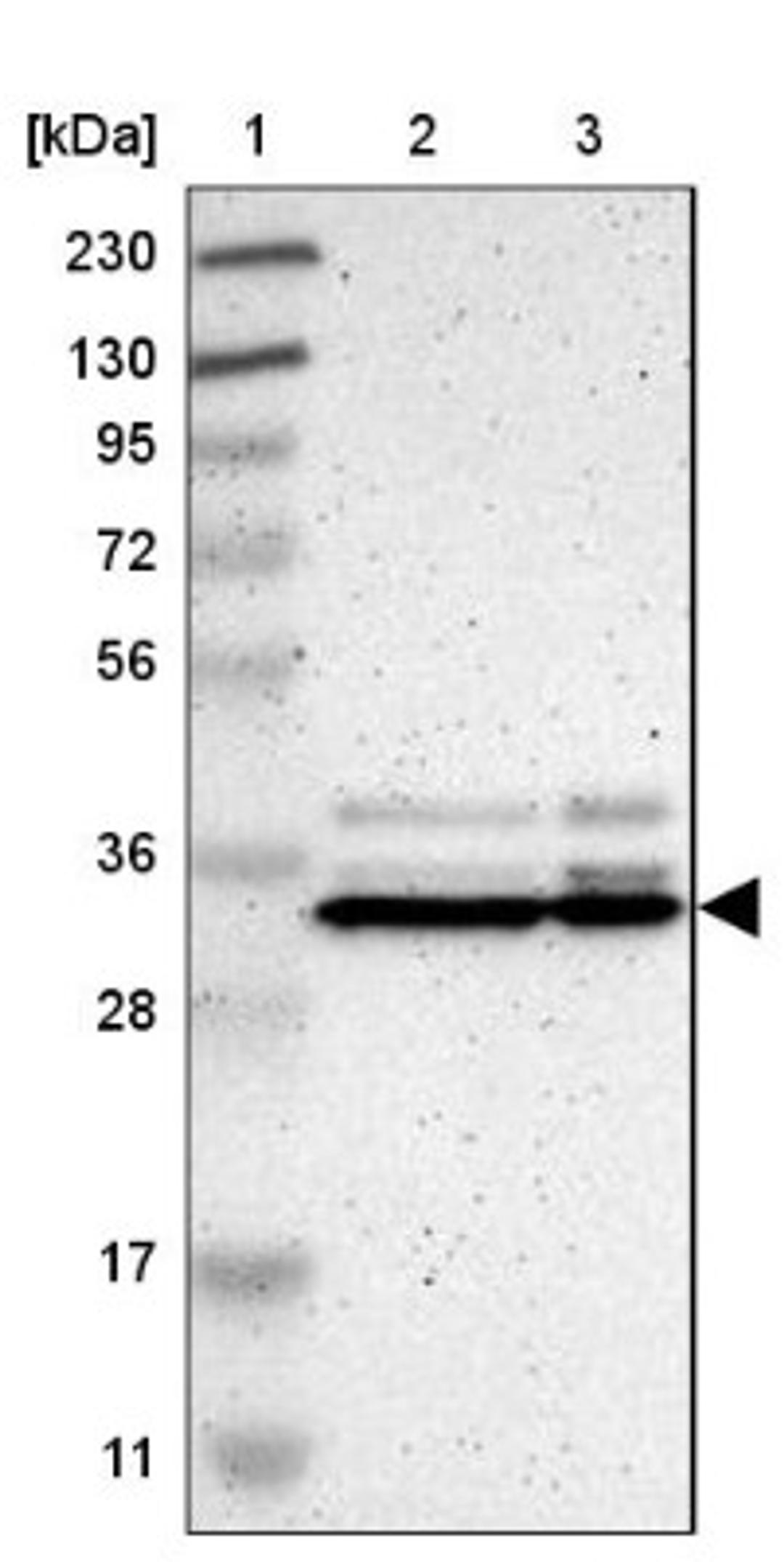 Western Blot: SFXN3 Antibody [NBP1-87047] - Lane 1: Marker [kDa] 230, 130, 95, 72, 56, 36, 28, 17, 11<br/>Lane 2: Human cell line RT-4<br/>Lane 3: Human cell line U-251MG sp