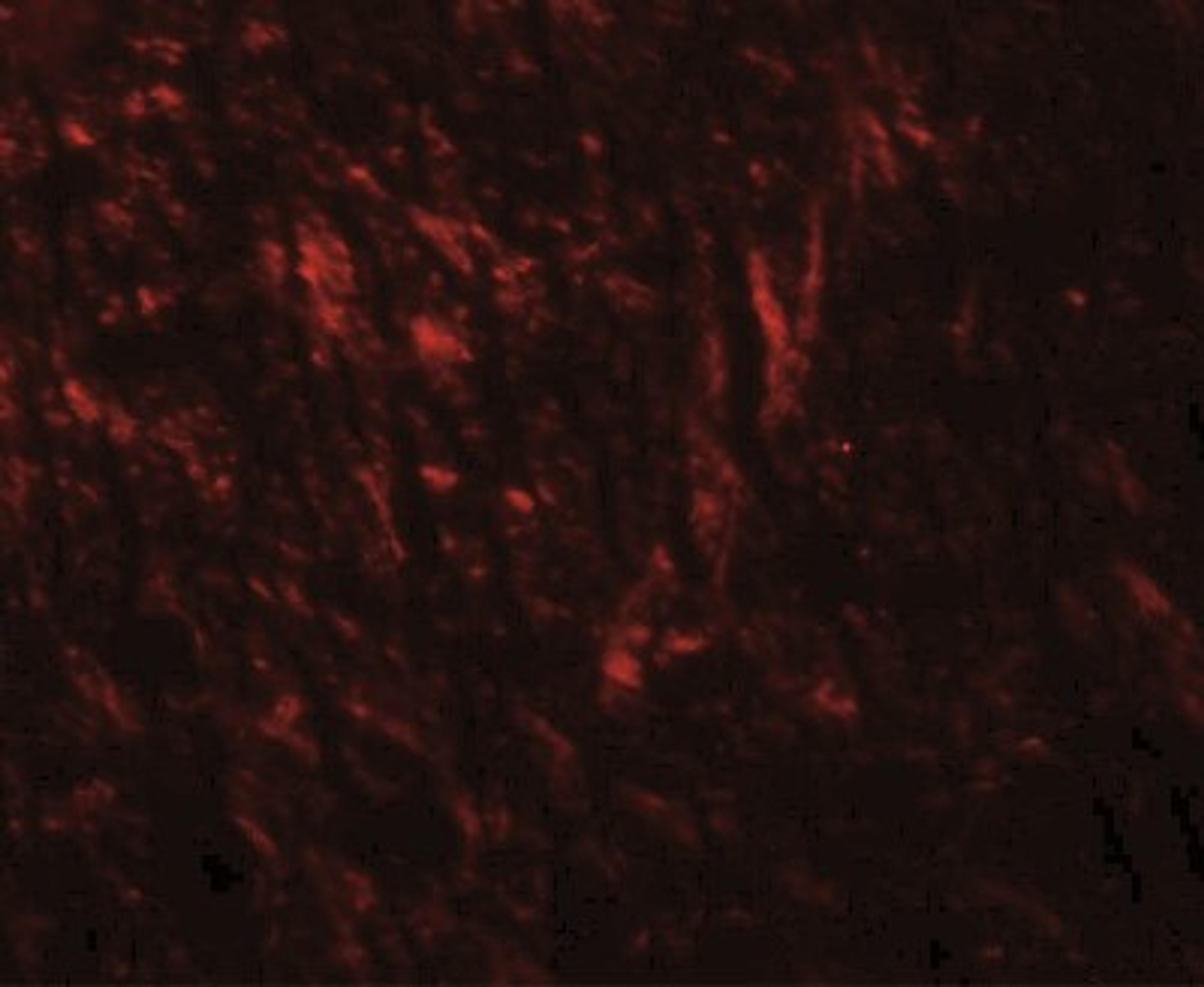 Immunofluorescence: Teneurin-1 Antibody [NBP2-41315] - Mouse brain tissue with TENM1 antibody at 20 ug/mL.