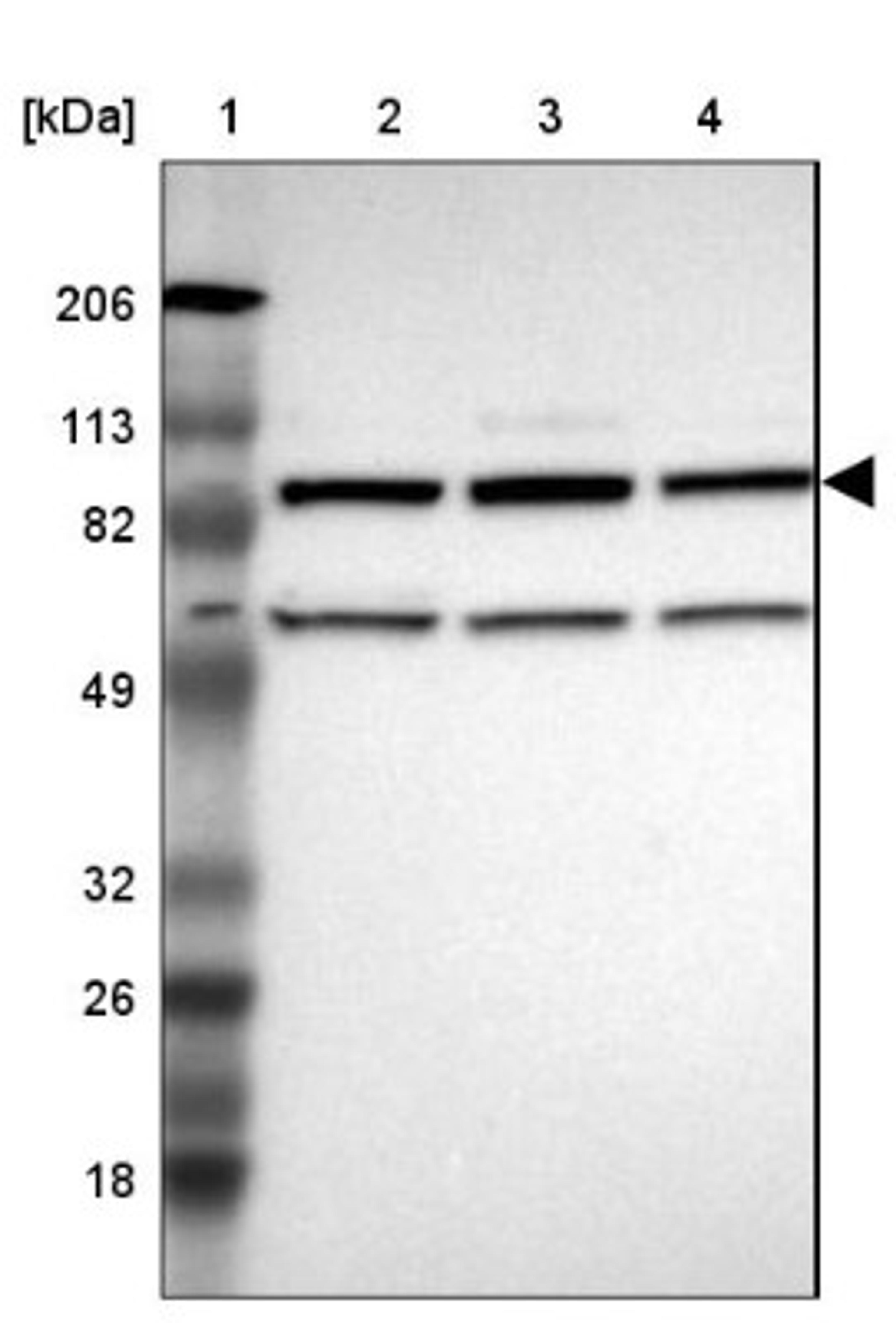 Western Blot: ILF3 Antibody [NBP1-84056] - Lane 1: Marker [kDa] 206, 113, 82, 49, 32, 26, 18<br/>Lane 2: Human cell line RT-4<br/>Lane 3: Human cell line U-251MG sp<br/>Lane 4: Human cell line A-431