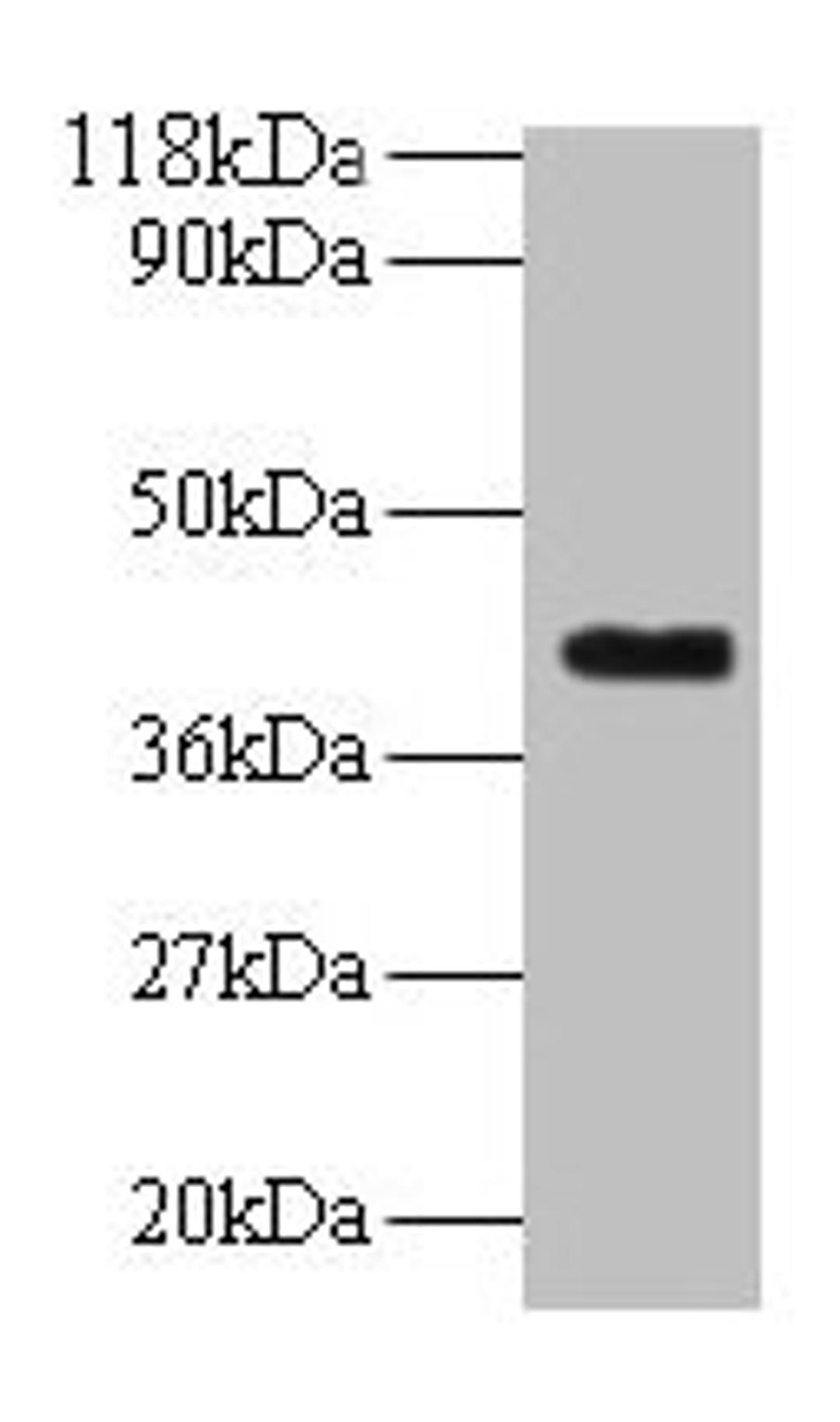Western blot. All lanes: ELAVL2 antibody at 2µg/ml + Mouse brain tissue. Secondary. Goat polyclonal to rabbit IgG at 1/10000 dilution. Predicted band size: 40, 39 kDa. Observed band size: 40 kDa