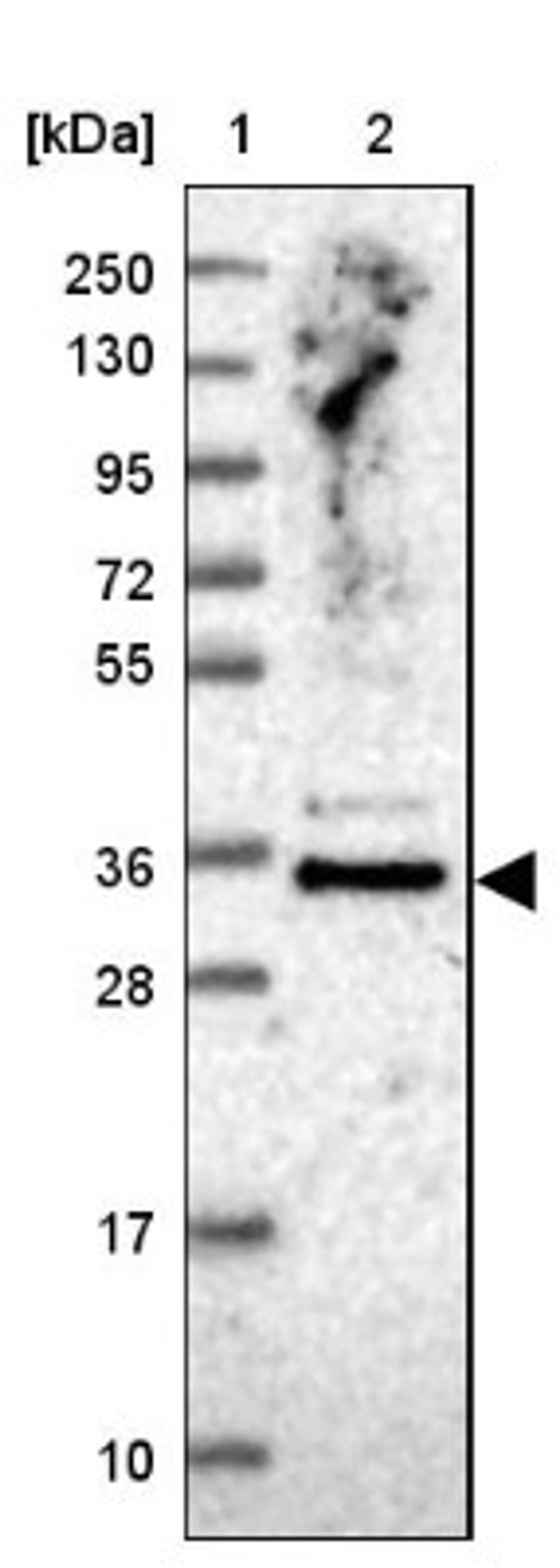 Western Blot: PURB Antibody [NBP2-13829] - Lane 1: Marker [kDa] 250, 130, 95, 72, 55, 36, 28, 17, 10<br/>Lane 2: Human cell line RT-4