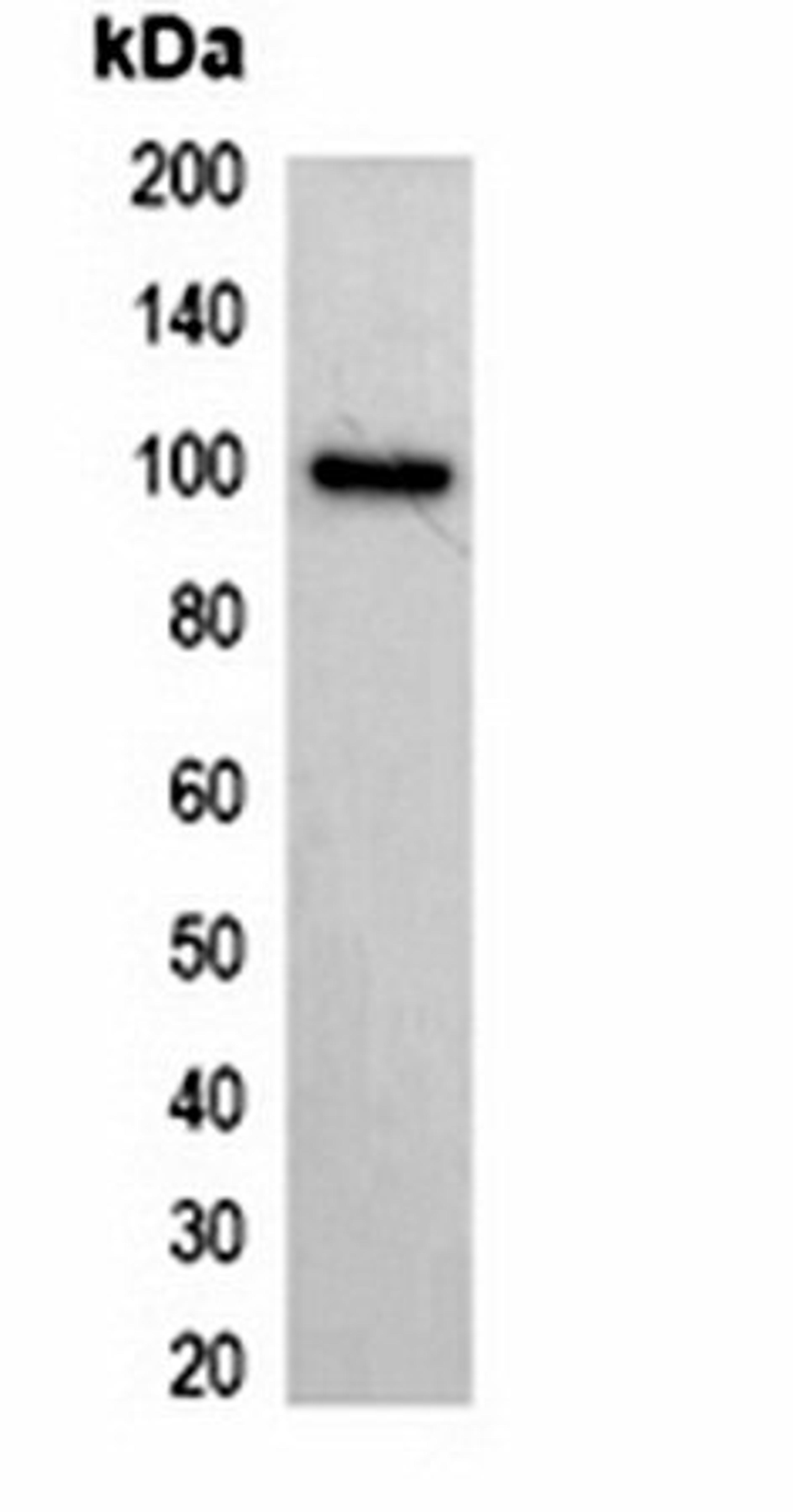 Western blot analysis of 293T cell lysate using His-tag antibody (HRP)