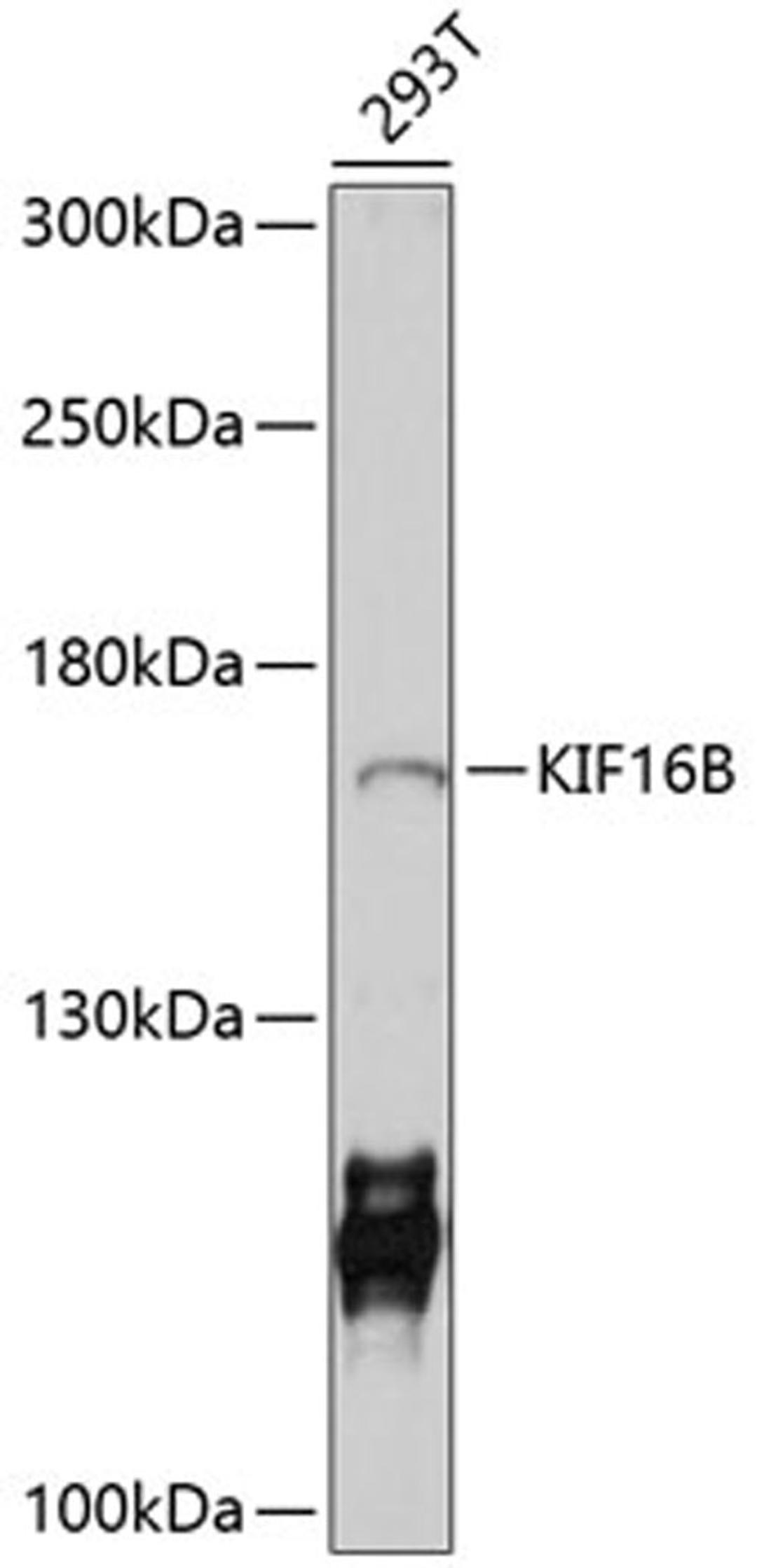 Western blot - KIF16B antibody (A10314)