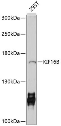 Western blot - KIF16B antibody (A10314)