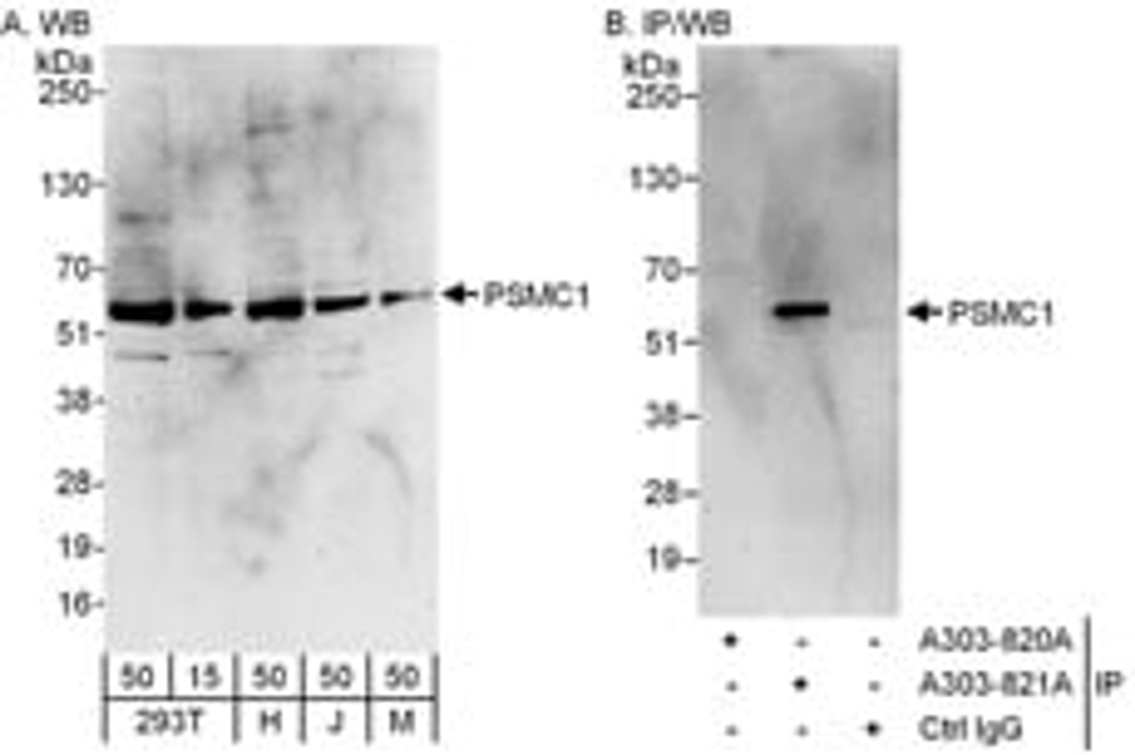 Detection of human and mouse PSMC1 by western blot (h and m) and immunoprecipitation (h).