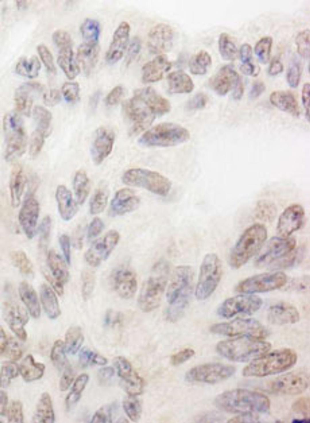 Detection of human RBM12 by immunohistochemistry.