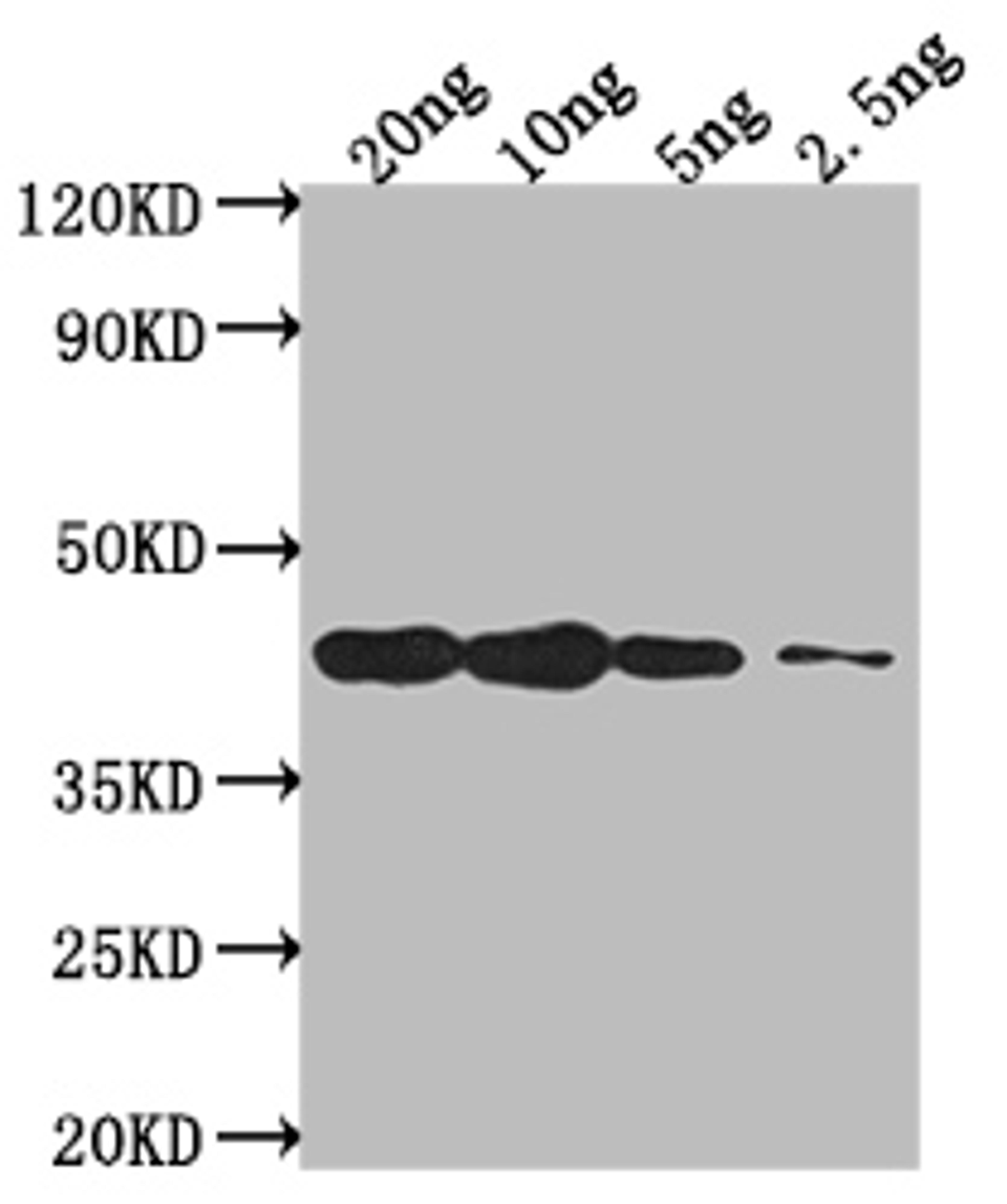 Western Blot. Positive WB detected in Recombinant protein. All lanes: DREB2C antibody at 1:2000. Secondary. Goat polyclonal to rabbit IgG at 1/50000 dilution. Predicted band size: 39.5 kDa. Observed band size: 40 kDa.