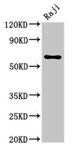 Western Blot. Positive WB detected in: Raji whole cell lysate. All lanes: MSN antibody at 5.7ug/ml. Secondary. Goat polyclonal to rabbit IgG at 1/50000 dilution. Predicted band size: 68 kDa. Observed band size: 68 kDa. 